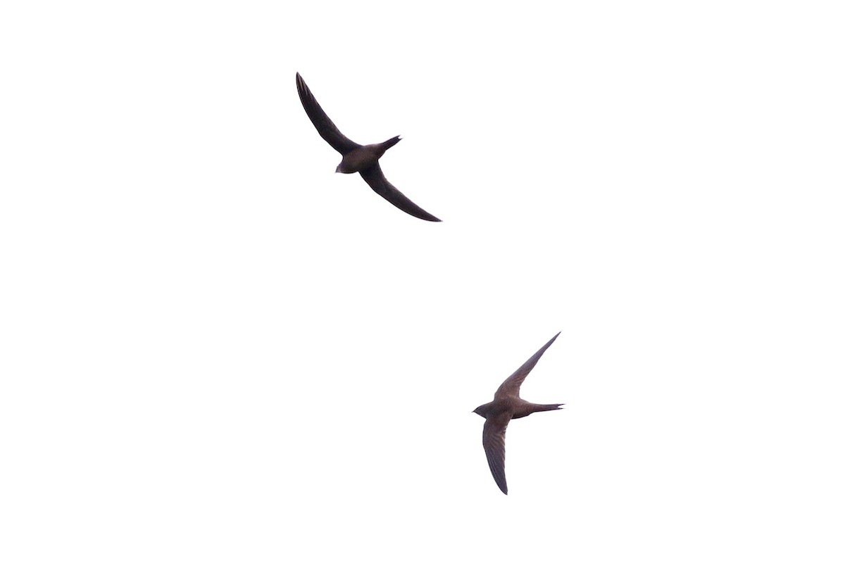 Mottled Swift - ML126554911