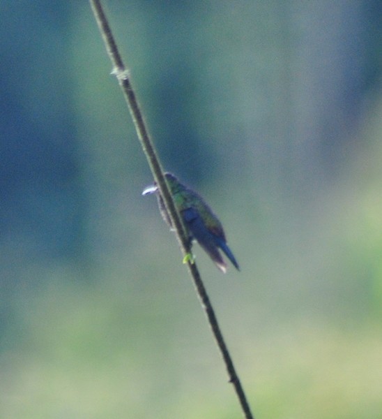 Steely-vented Hummingbird - ML126555231