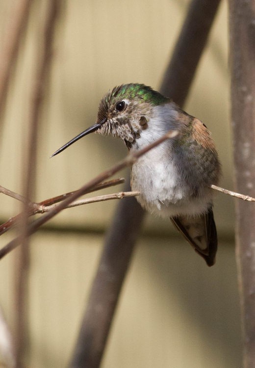 Broad-tailed Hummingbird - Tony Leukering