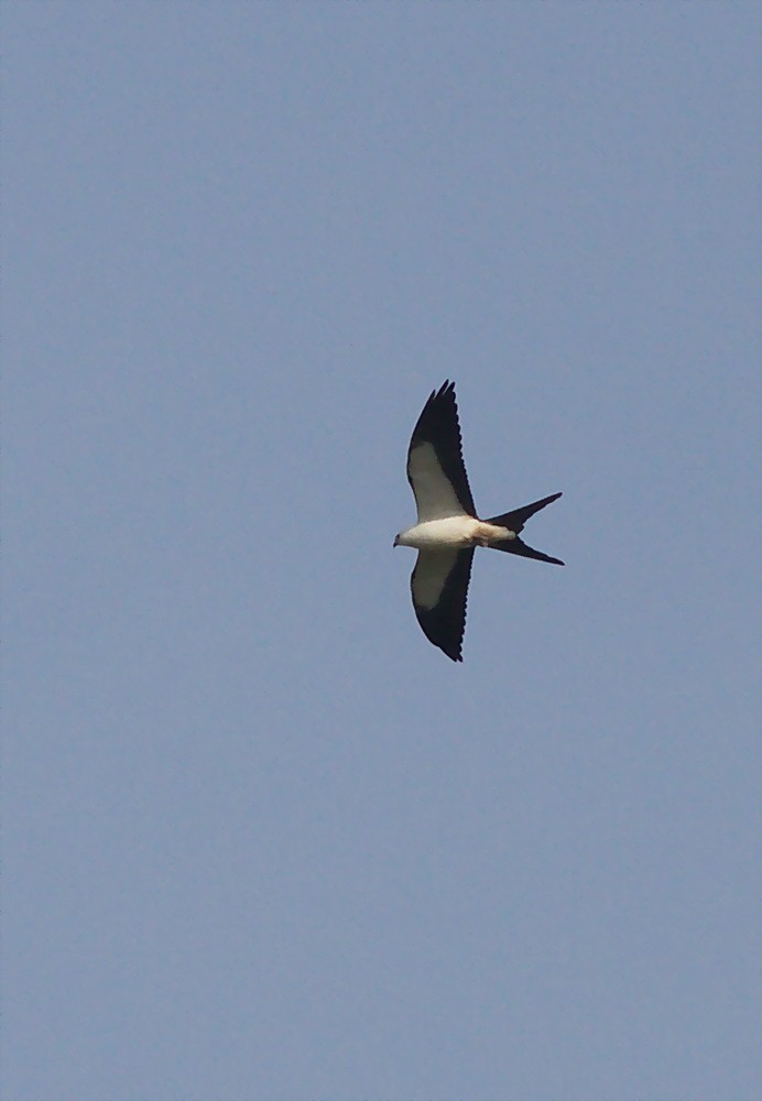Swallow-tailed Kite - ML126556661