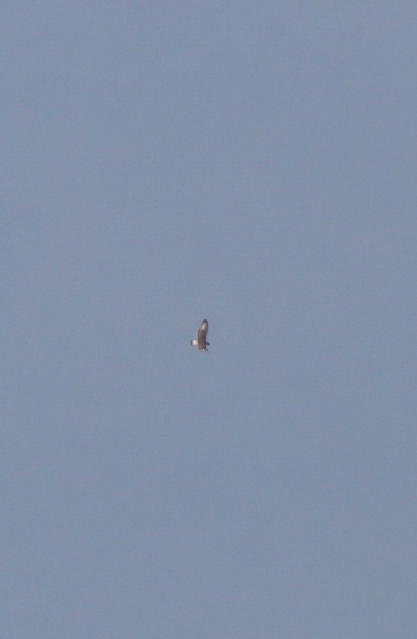 Ferruginous Hawk - ML126556941