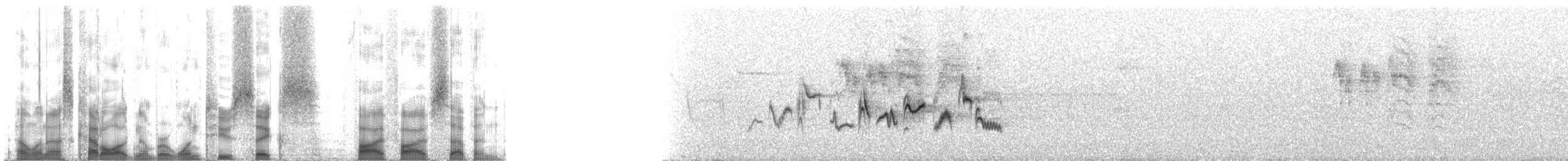 Western Warbling Vireo - ML126557