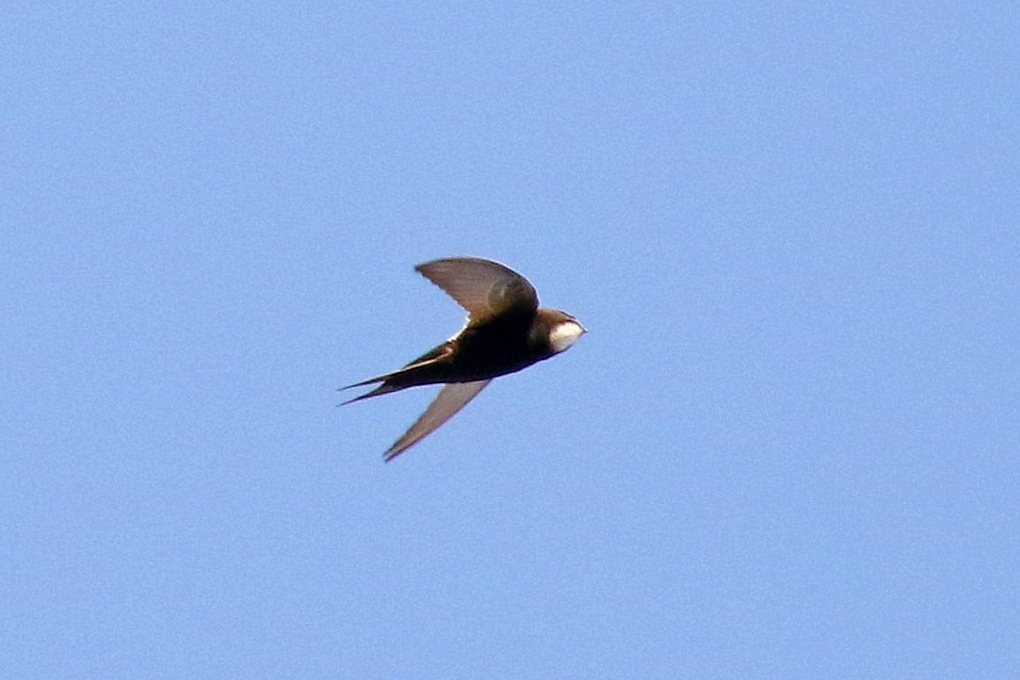 White-rumped Swift - ML126557361