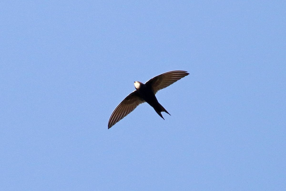 White-rumped Swift - ML126557381