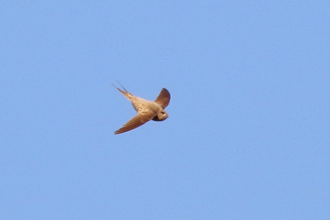 Scarce Swift - ML126557401