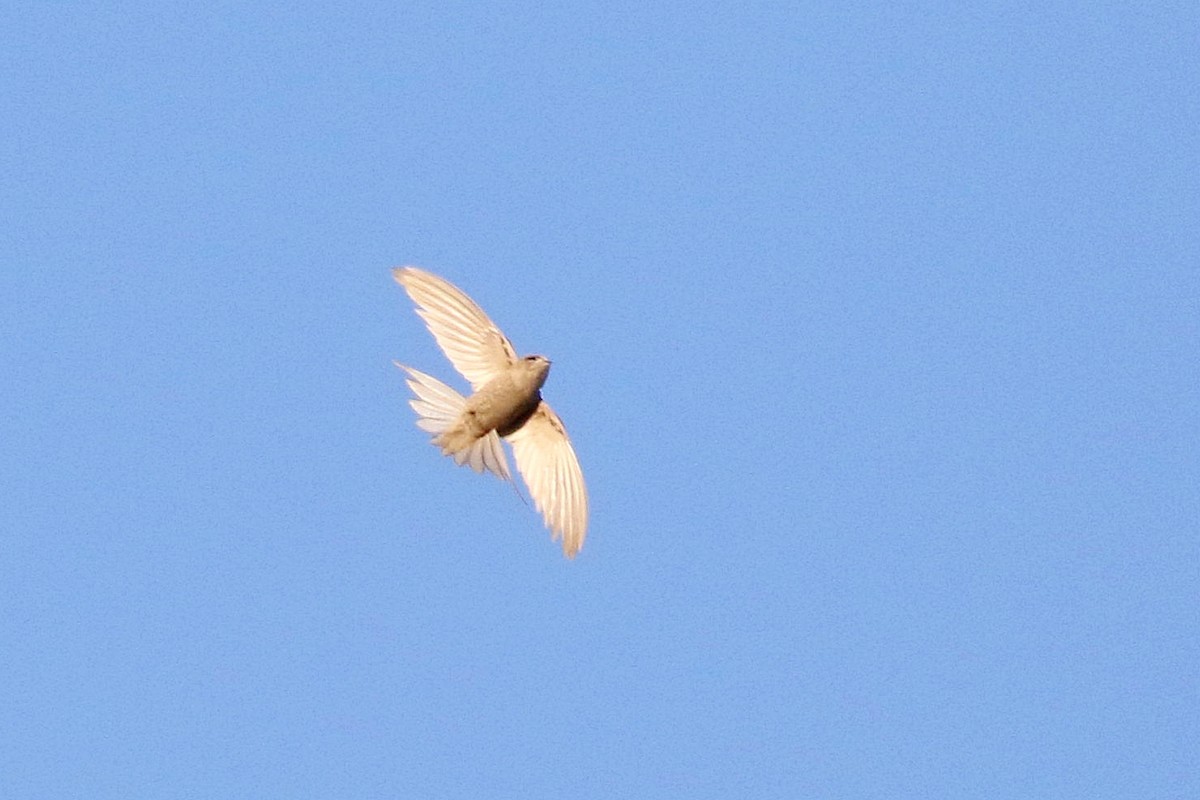 Scarce Swift - ML126557411