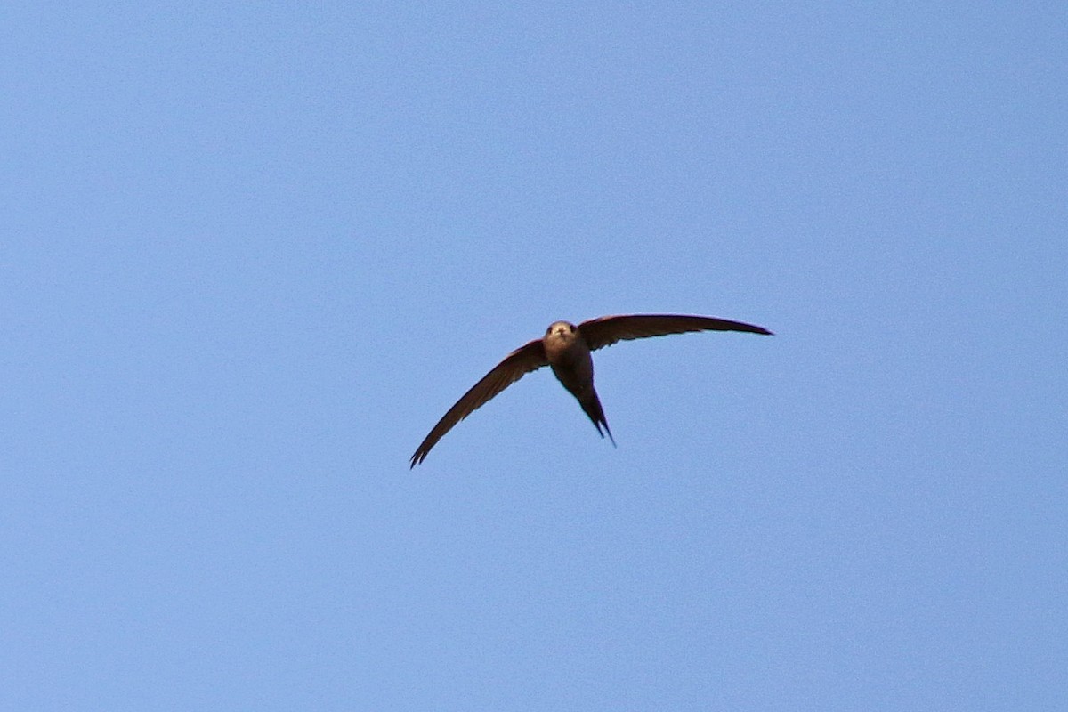 Scarce Swift - ML126557431