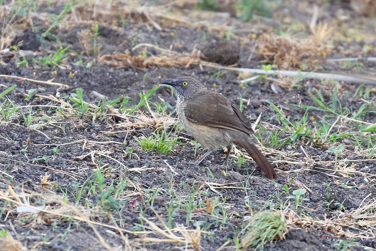 Arrow-marked Babbler - ML126557521