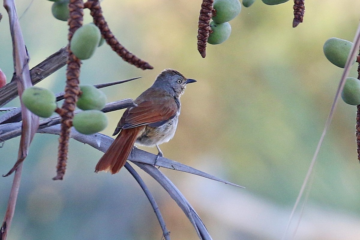 Collared Palm-Thrush - ML126557571