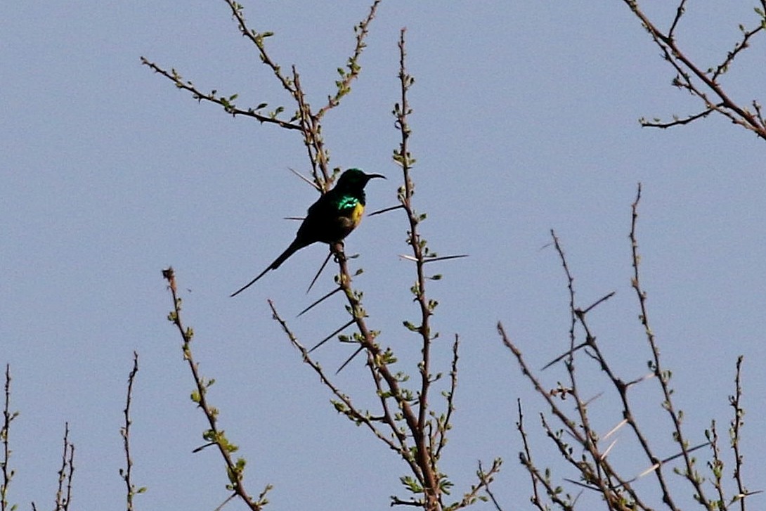 Gorgeous Sunbird - ML126557591