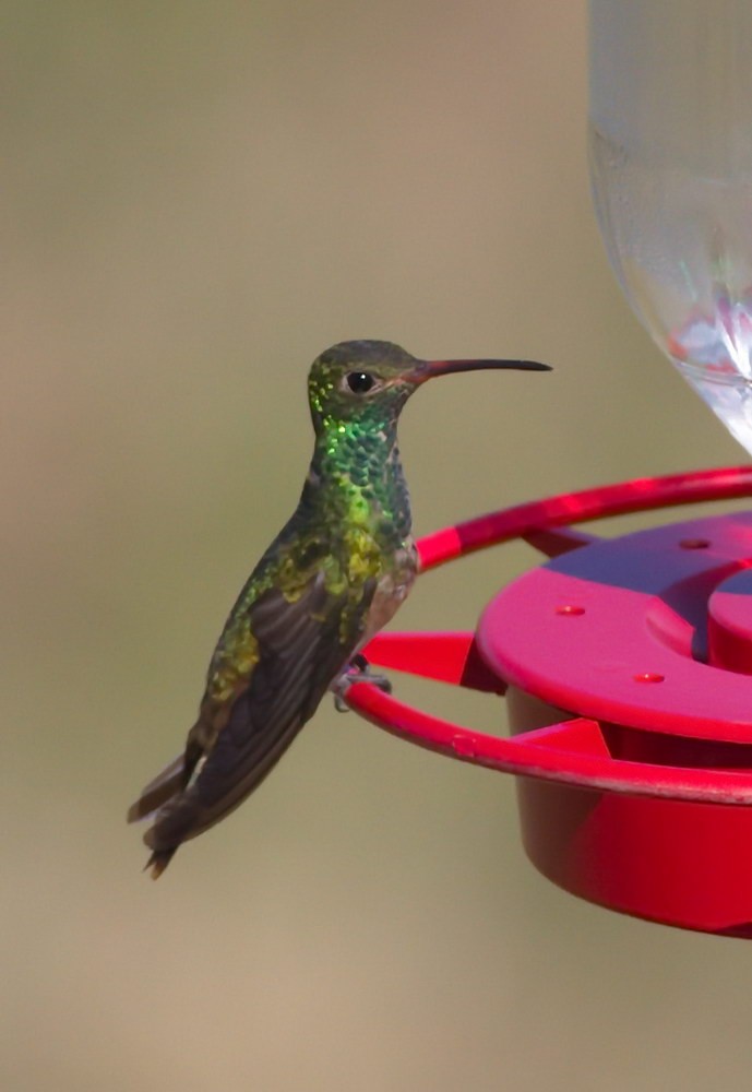 Buff-bellied Hummingbird - ML126557841