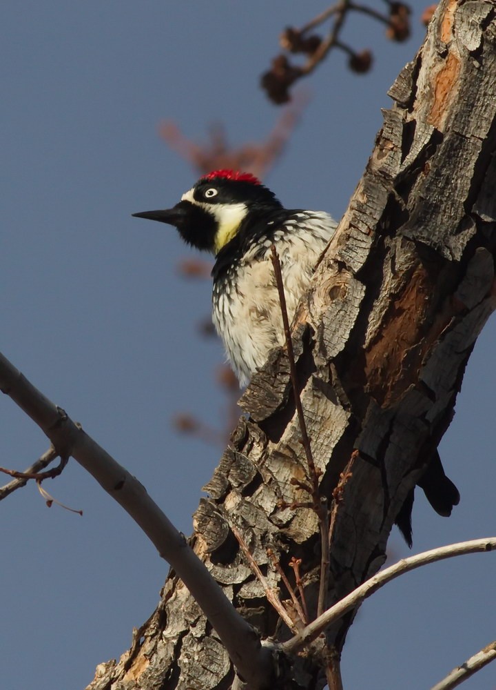 Acorn Woodpecker - ML126558231