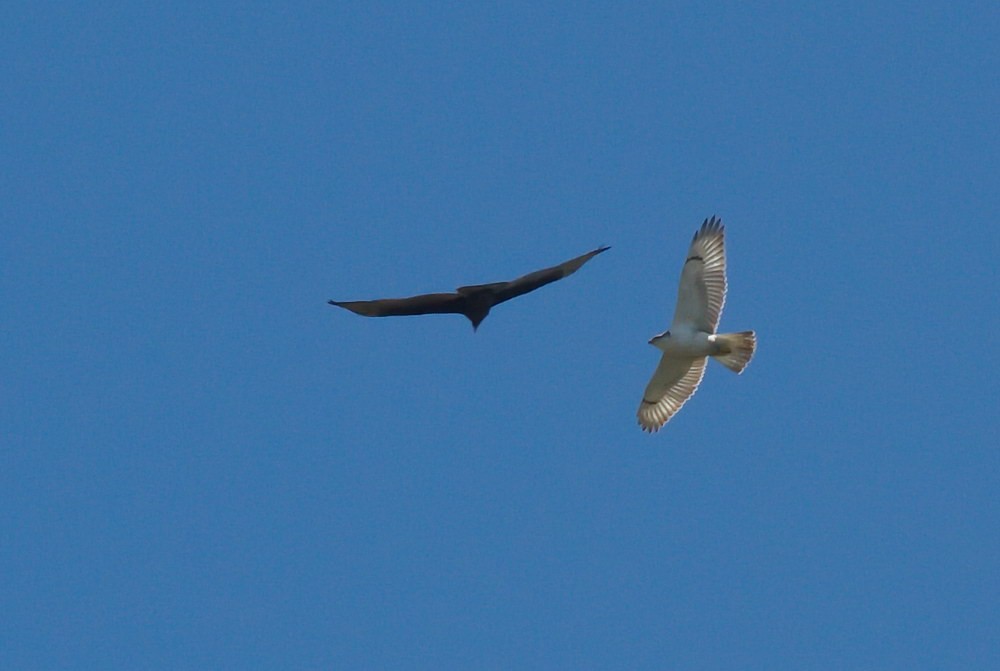 Ferruginous Hawk - ML126559251