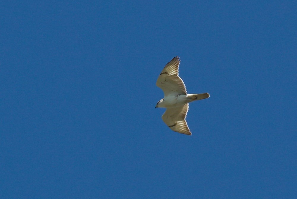 Ferruginous Hawk - ML126559261