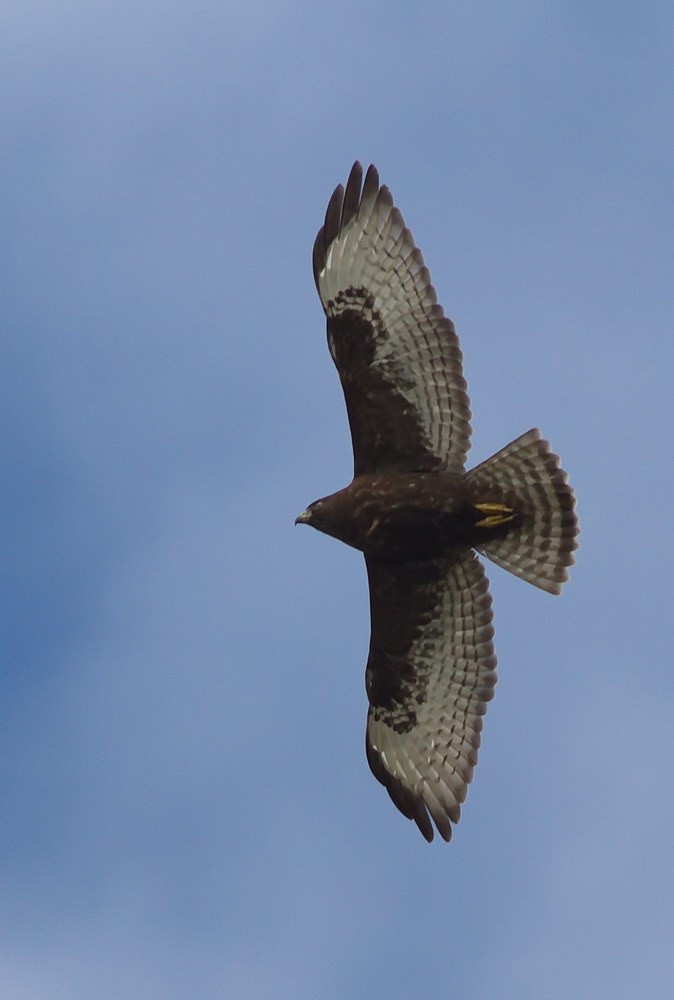 Broad-winged Hawk - Tony Leukering