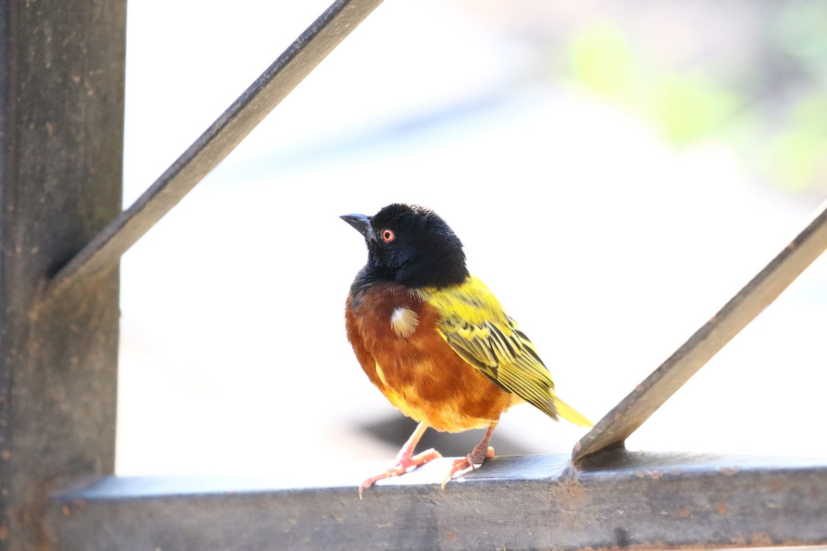Golden-backed Weaver - ML126560221