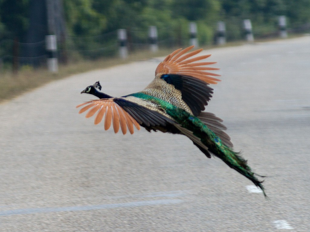 Indian Peafowl - Frode Falkenberg