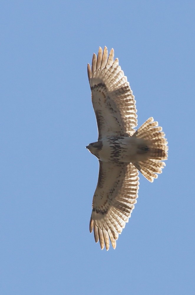 Red-tailed Hawk (borealis) - ML126562481