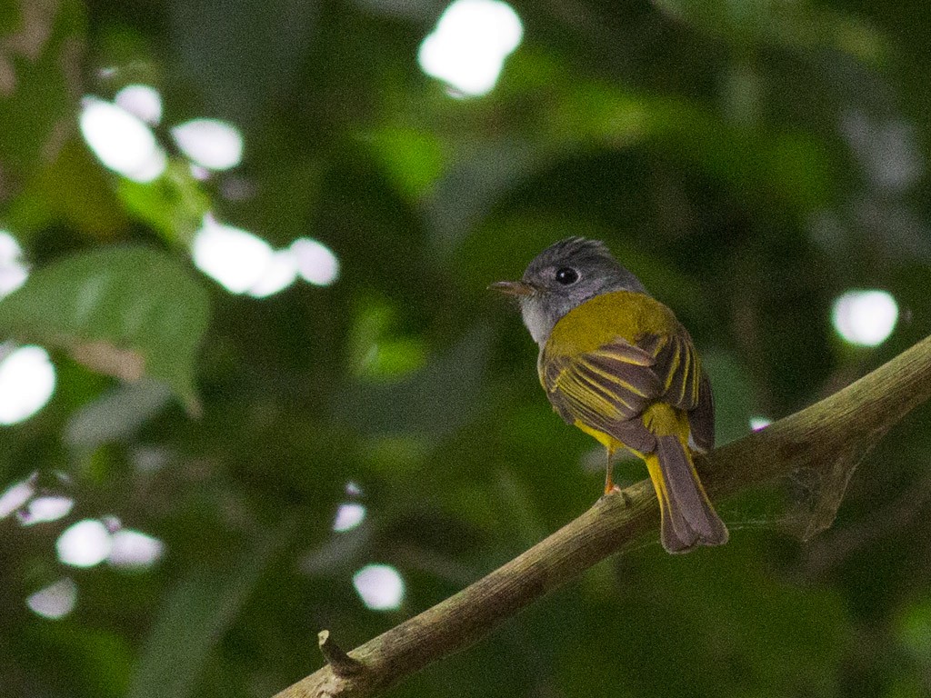 Gray-headed Canary-Flycatcher - Frode Falkenberg