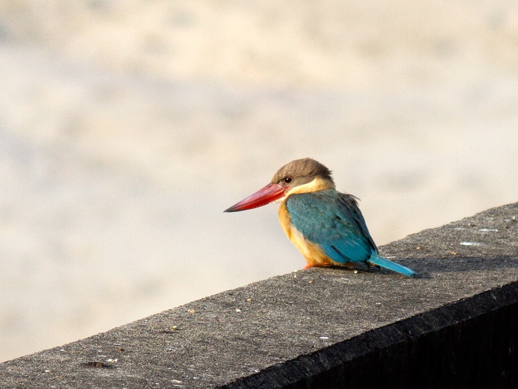 Stork-billed Kingfisher - Frode Falkenberg