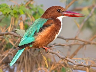  - White-throated Kingfisher