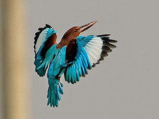  - White-throated Kingfisher