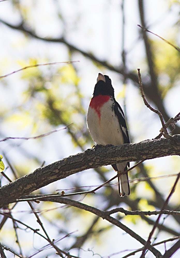 Cardinal à poitrine rose - ML126564541