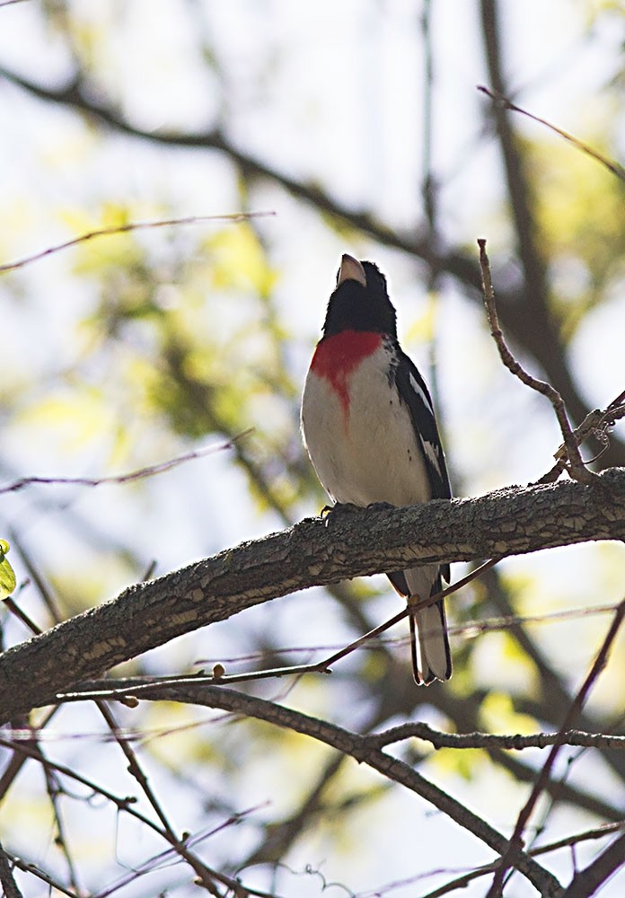 Rose-breasted Grosbeak - ML126564541