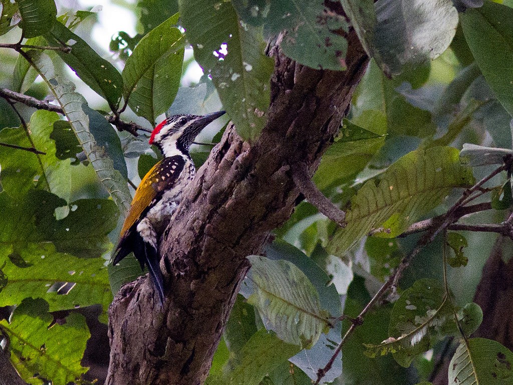 Black-rumped Flameback - Frode Falkenberg