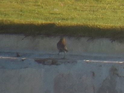 Rusty Blackbird - ML126565041