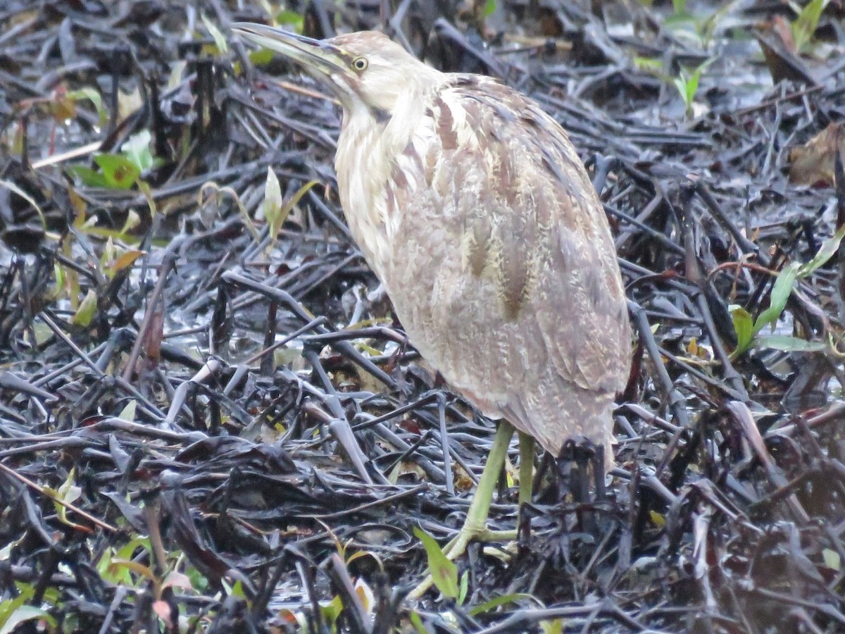 American Bittern - ML126565491