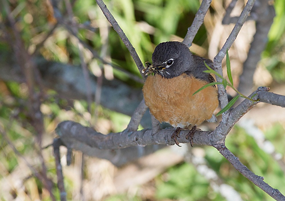 American Robin - ML126565511