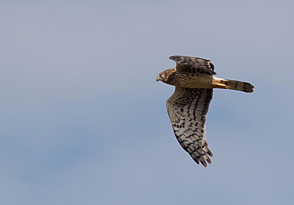 Northern Harrier - ML126567441