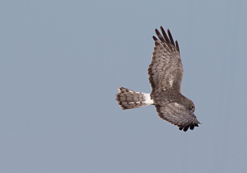 Northern Harrier - ML126567471