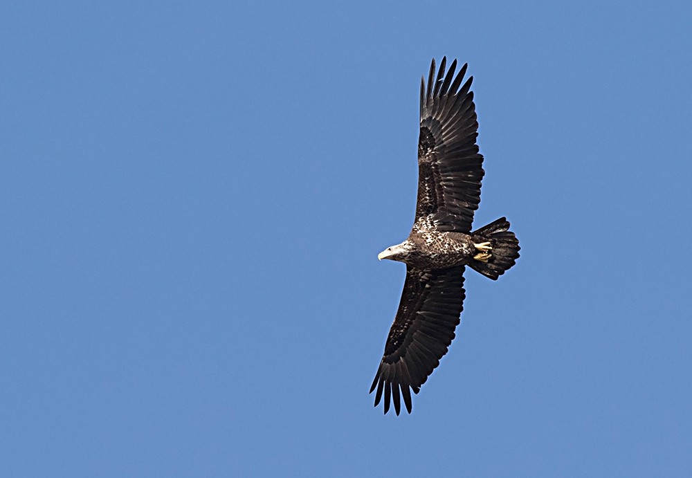 Bald Eagle - ML126567501
