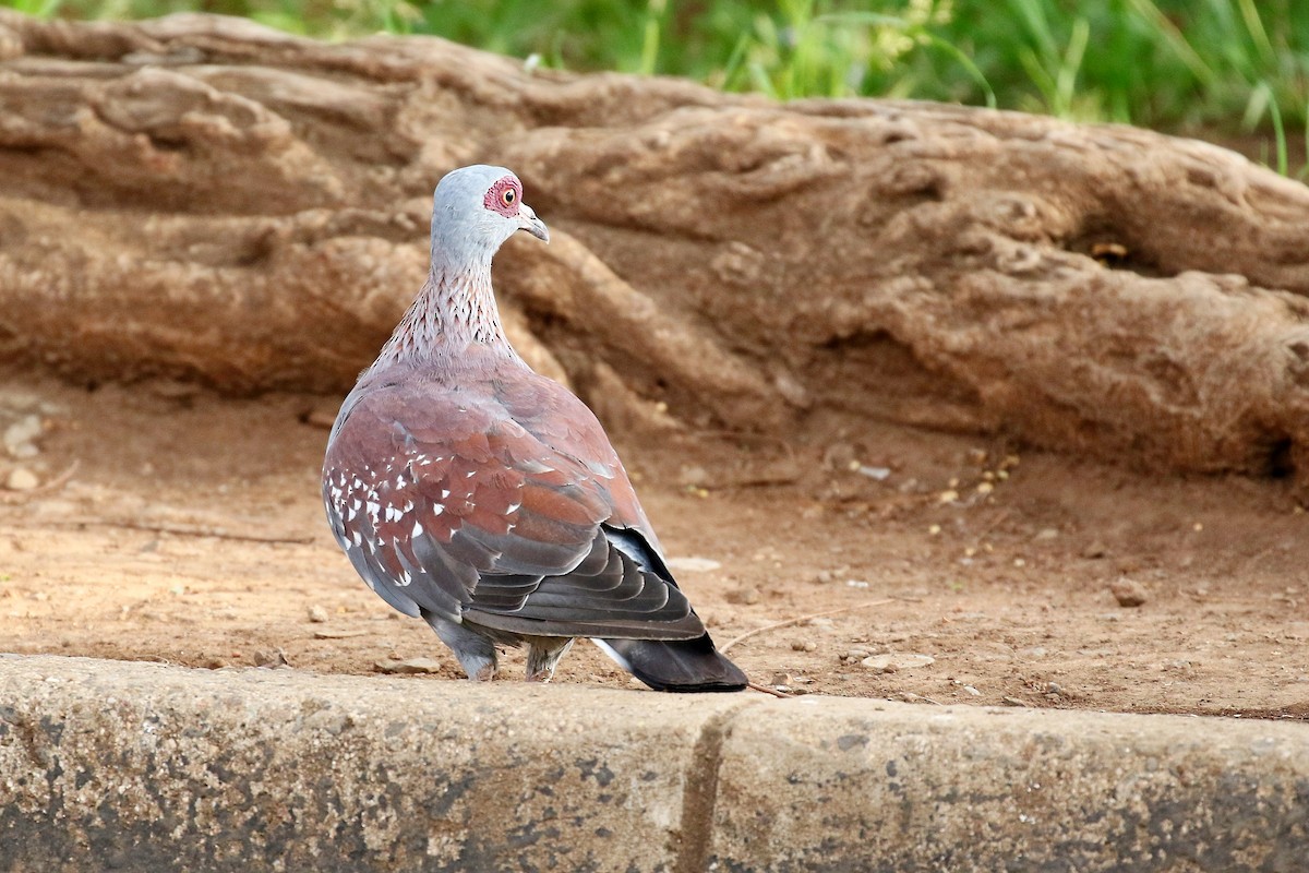 Speckled Pigeon - ML126568181