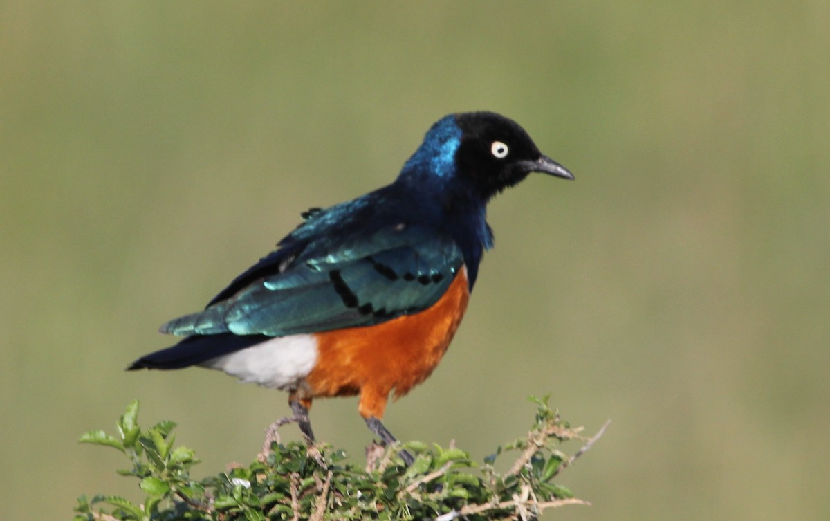 Superb Starling - ML126569621