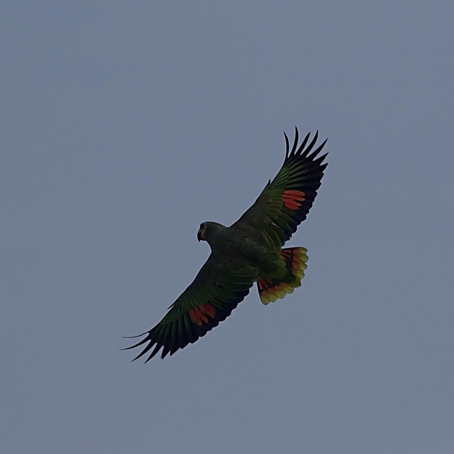 Orange-winged Parrot - ML126569961