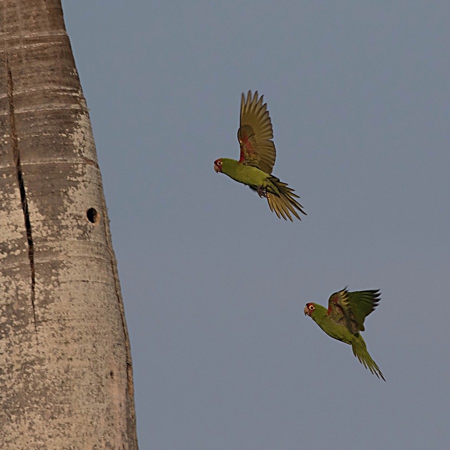 Red-masked Parakeet - Tony Leukering