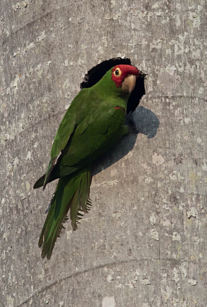 Guayaquil Papağanı - ML126570031