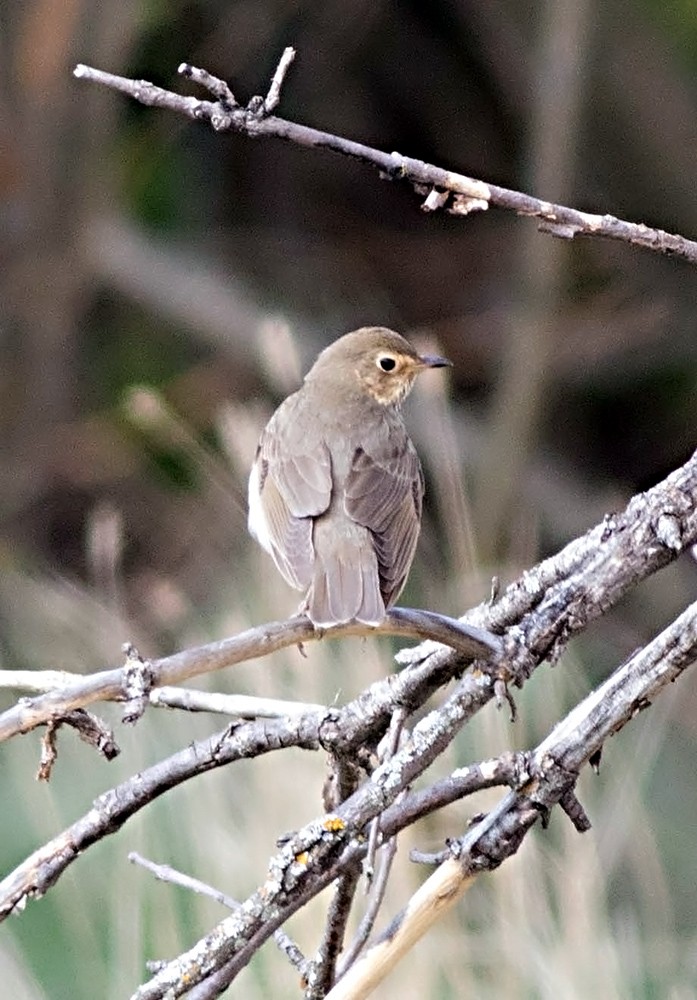 Swainson's Thrush (Olive-backed) - ML126571501