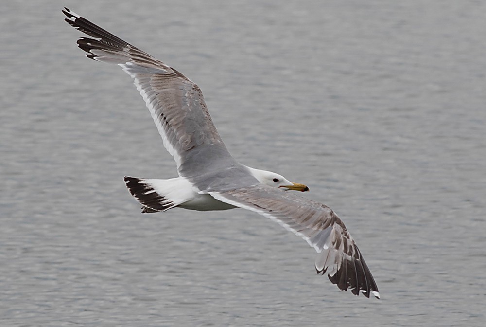 カリフォルニアカモメ - ML126571941