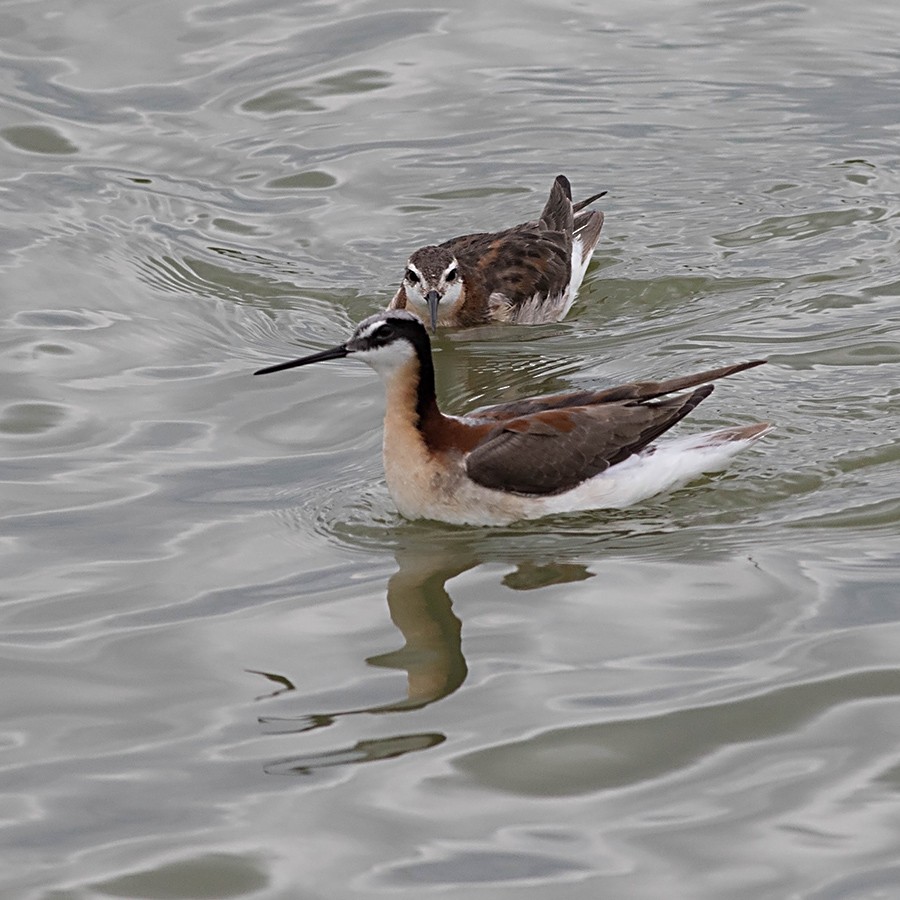 アメリカヒレアシシギ - ML126571951