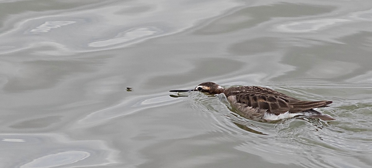 アメリカヒレアシシギ - ML126571961