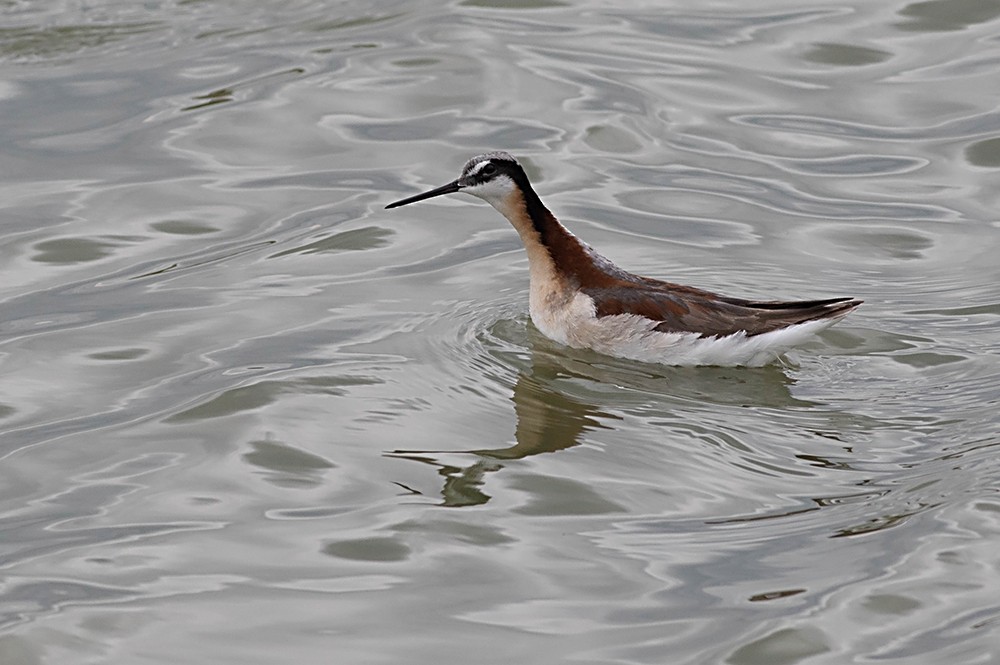 アメリカヒレアシシギ - ML126571991