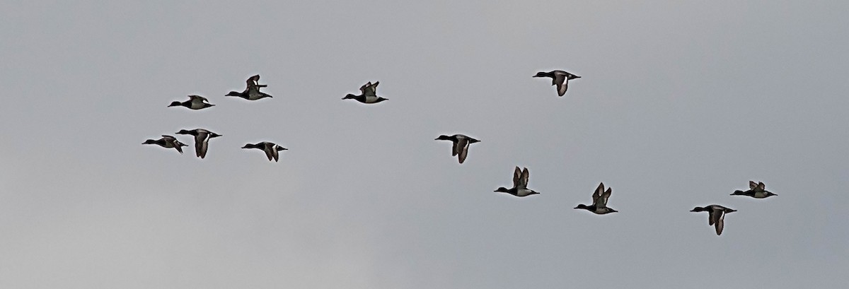 コスズガモ - ML126572001