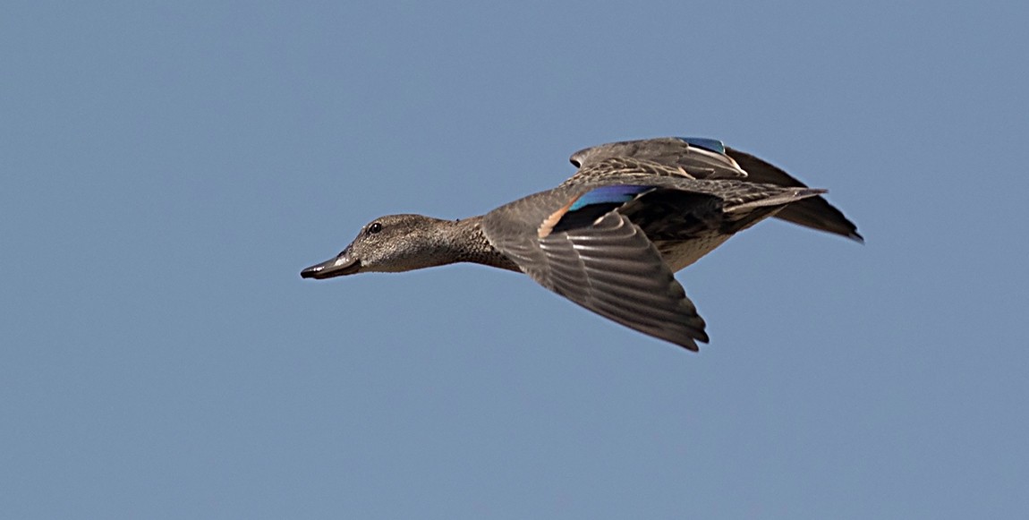 Green-winged Teal - Tony Leukering