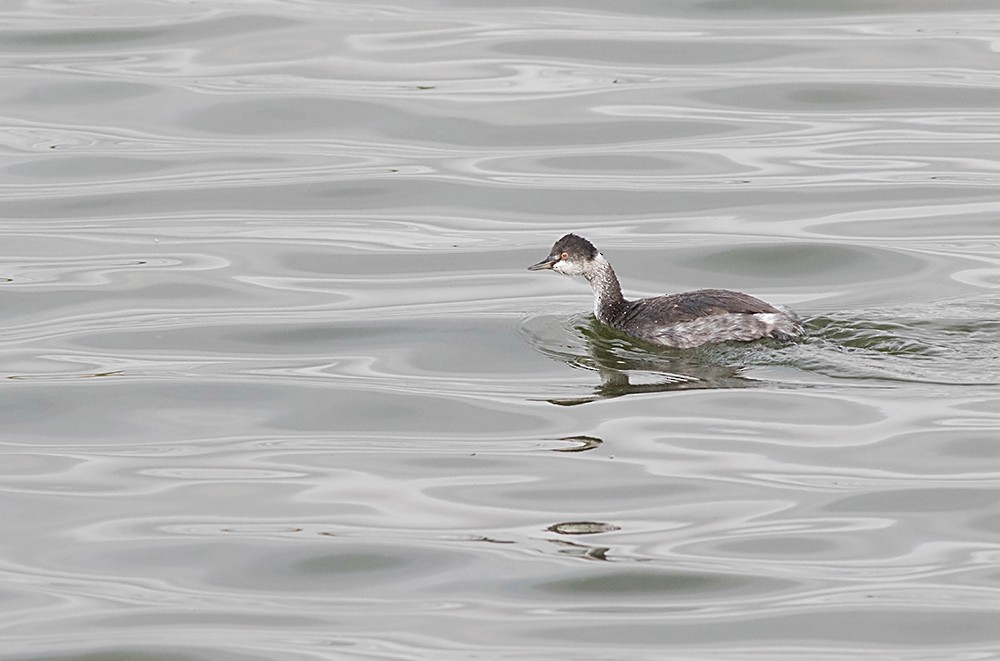 ハジロカイツブリ - ML126572281