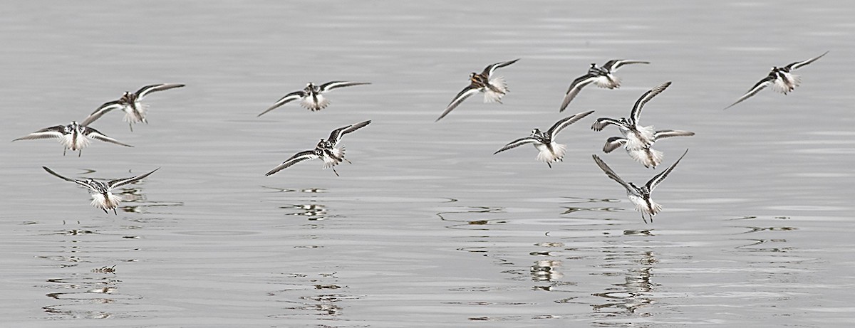 アカエリヒレアシシギ - ML126572311