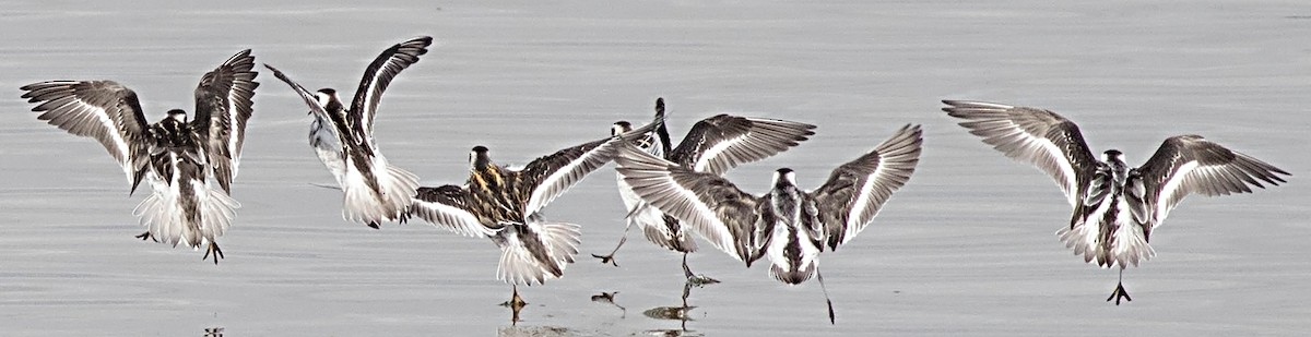 アカエリヒレアシシギ - ML126572351